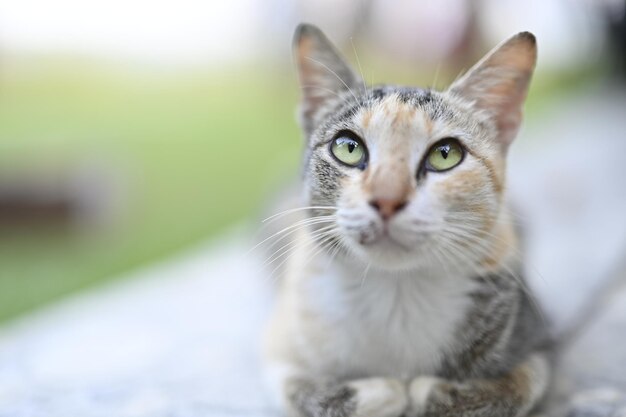 猫のクローズアップポートレート