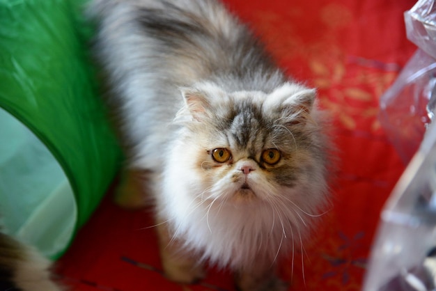 Photo close-up portrait of cat