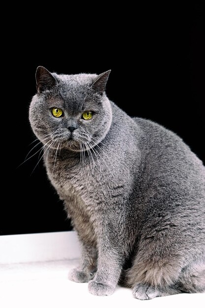 Close-up portrait of a cat