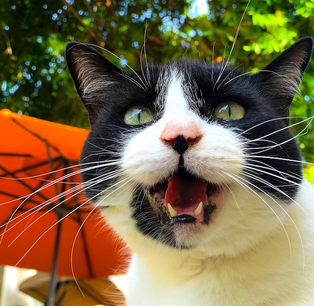 Foto ritratto di un gatto da vicino