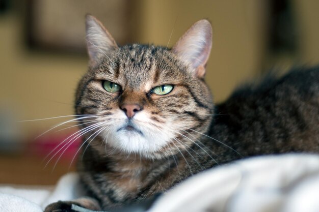 Close-up portrait of a cat