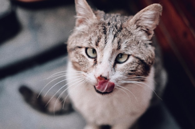 猫のクローズアップ肖像画