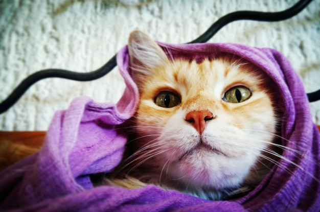 Close-up portrait of cat