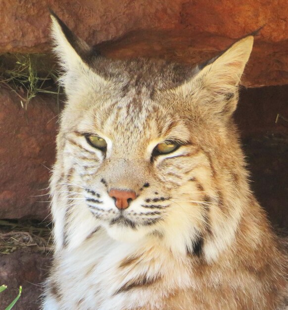 Foto ritratto di un gatto da vicino