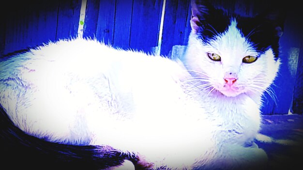 Close-up portrait of a cat