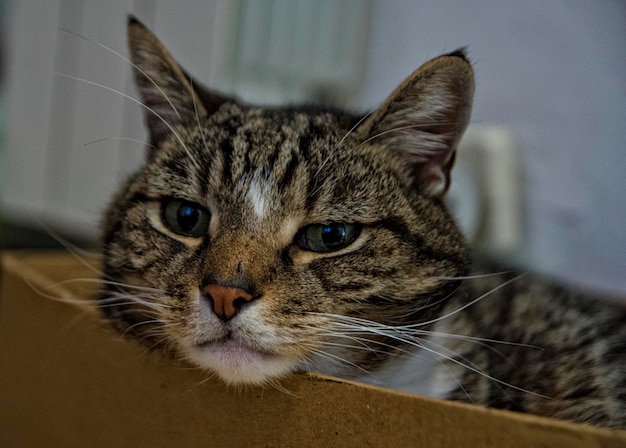 Photo close-up portrait of cat