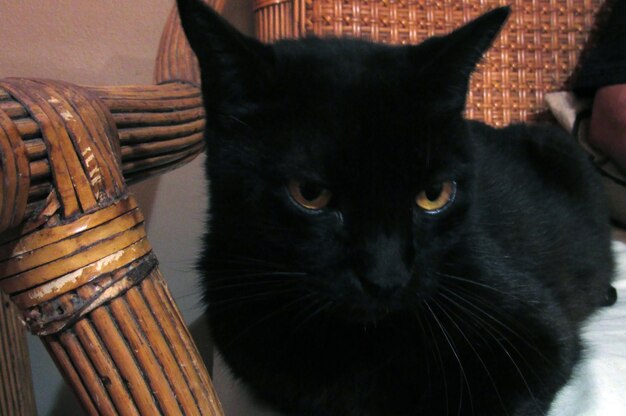 Close-up portrait of cat