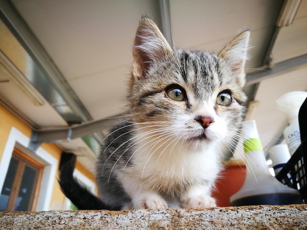 猫のクローズアップポートレート