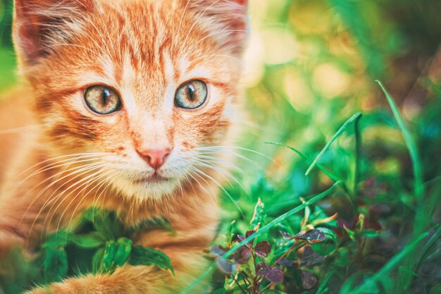 Photo close-up portrait of a cat