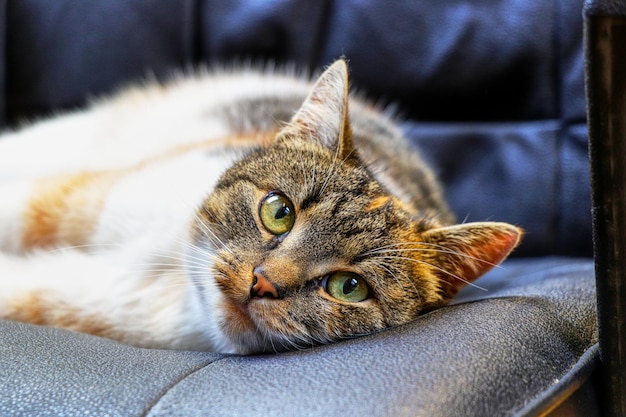 Close-up portrait of a cat