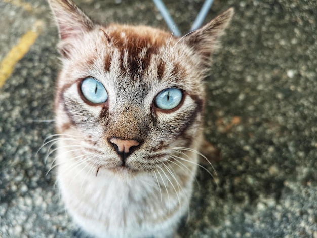 Photo close-up portrait of a cat