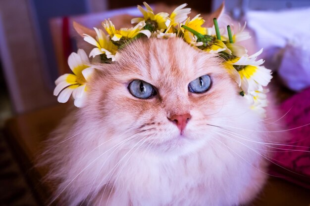 Close-up portrait of cat