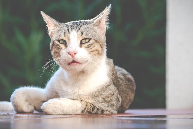 猫のクローズアップポートレート