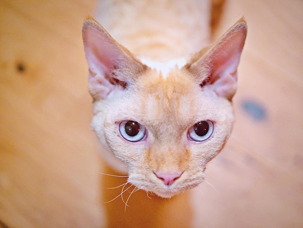 Foto ritratto di un gatto da vicino