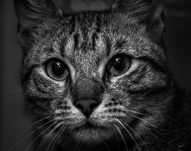 Foto ritratto di un gatto da vicino