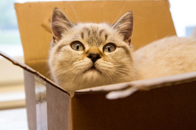 Close-up portrait of cat