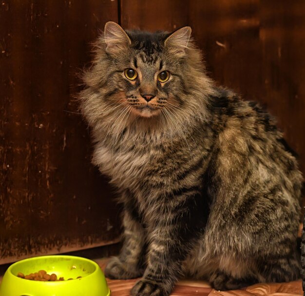 Close-up portrait of a cat