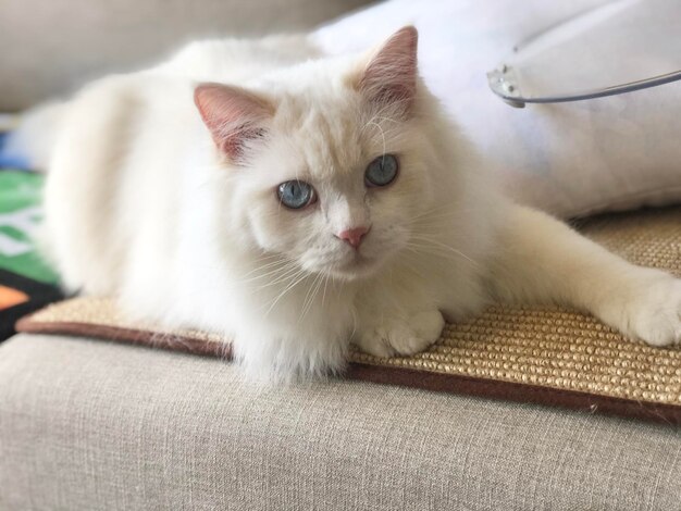 Close-up portrait of a cat