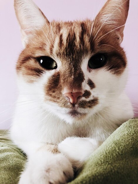 Close-up portrait of a cat