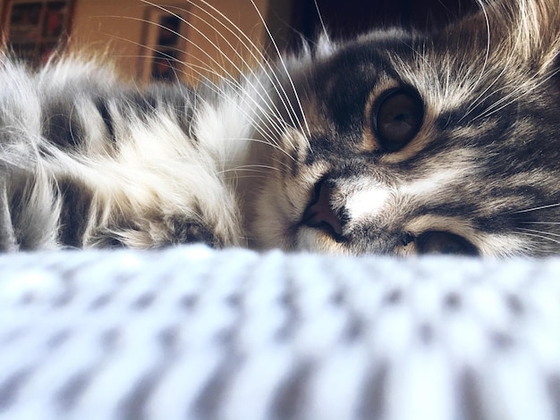 Close-up portrait of cat