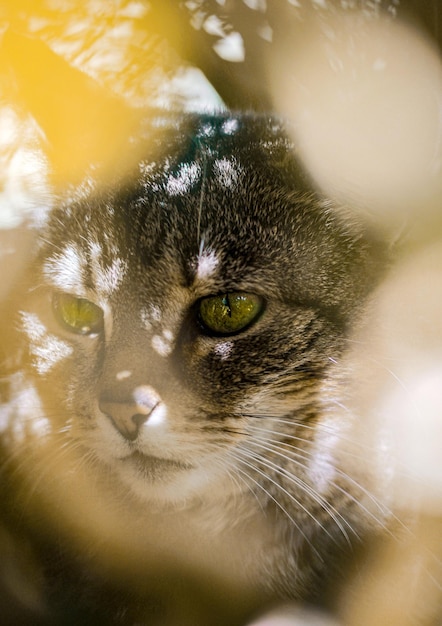 Photo close-up portrait of a cat