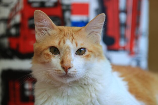 Photo close-up portrait of a cat