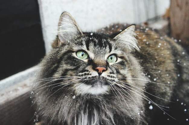 Close-up portrait of cat