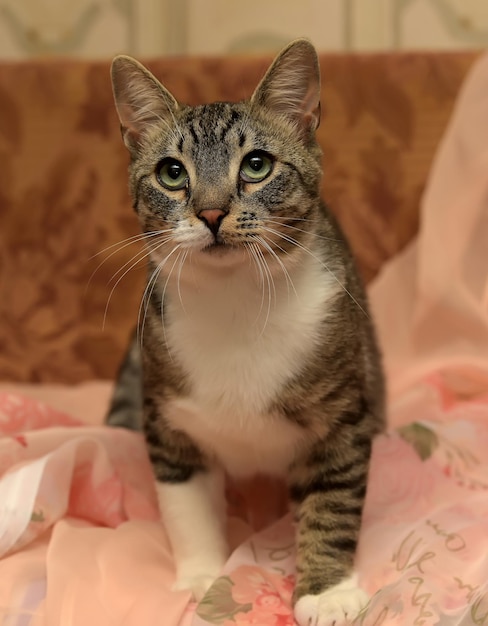 Close-up portrait of a cat