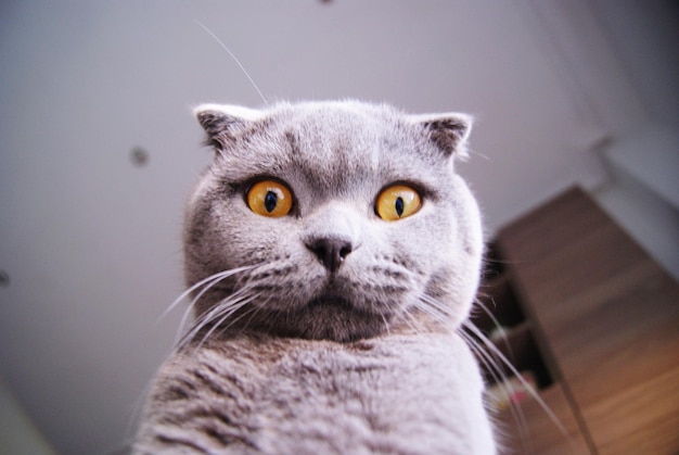 猫のクローズアップ肖像画