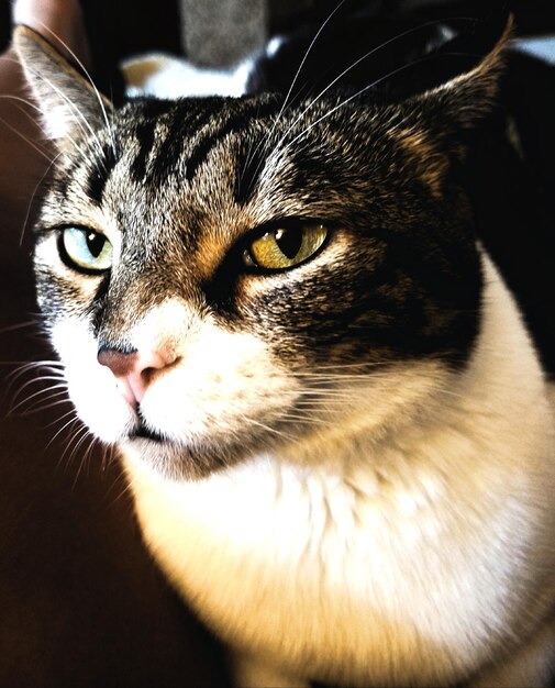 Close-up portrait of cat