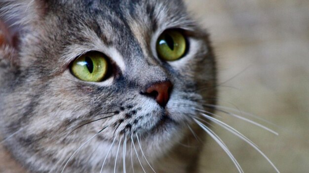 Close-up portrait of a cat