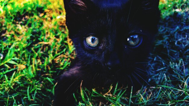 Photo close-up portrait of cat