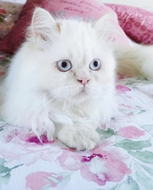 Close-up portrait of a cat