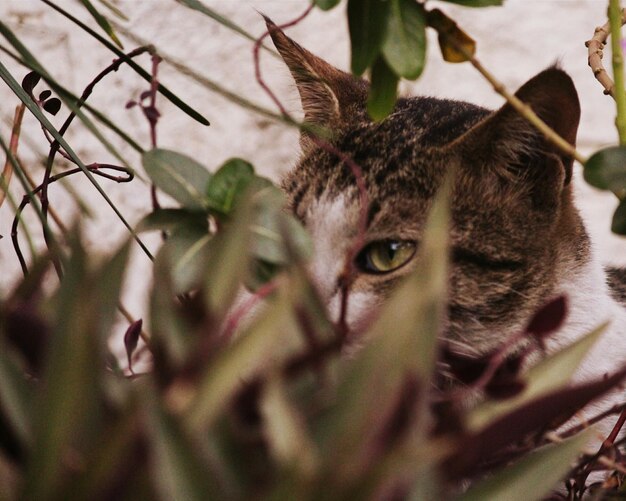 Foto ritratto di un gatto in primo piano