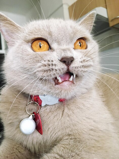 Photo close-up portrait of a cat