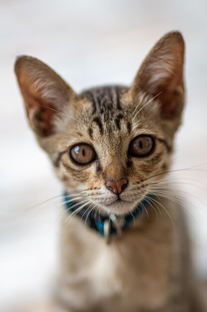 Foto ritratto di un gatto da vicino