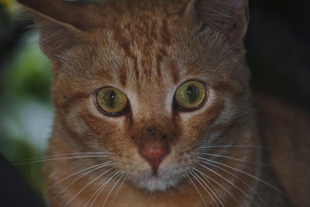 Photo close-up portrait of cat