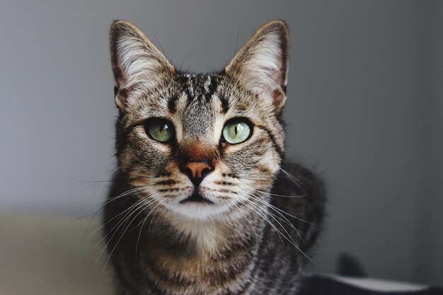 Photo close-up portrait of a cat