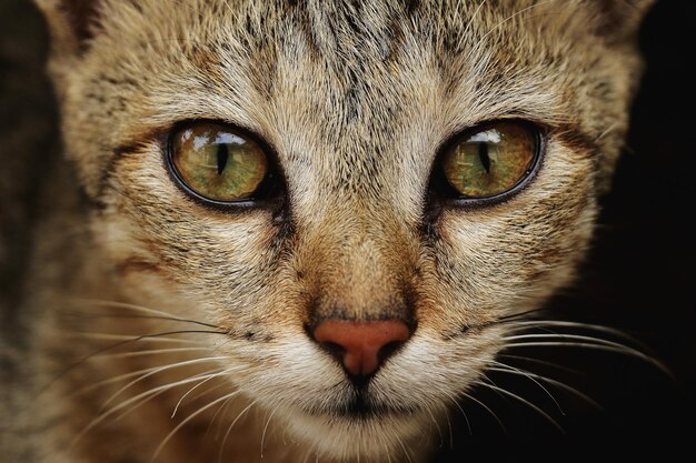 Foto ritratto di un gatto da vicino