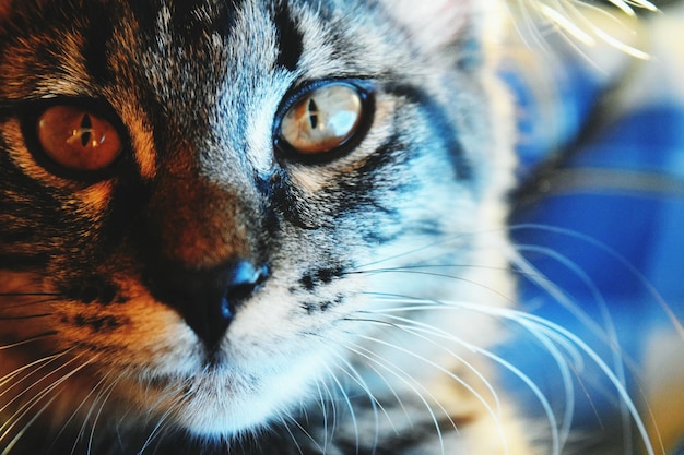 Photo close-up portrait of cat