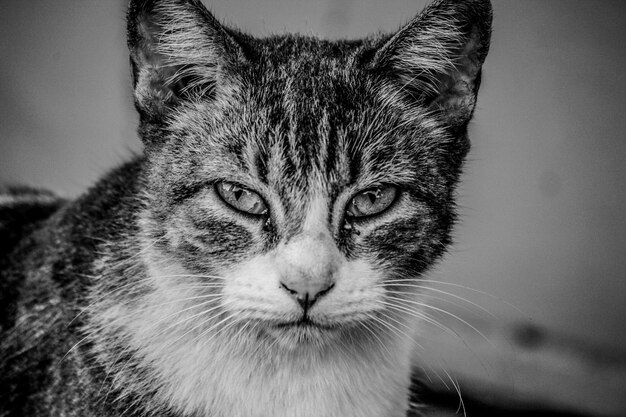 Foto ritratto di un gatto da vicino