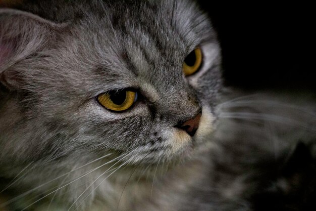 Photo close-up portrait of cat