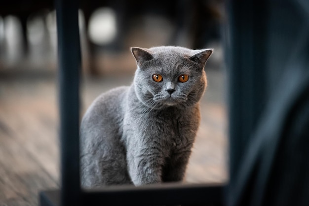 Портрет кошки вблизи