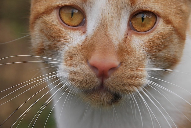 Foto ritratto di un gatto da vicino