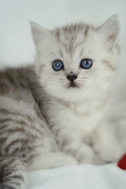 Photo close-up portrait of cat