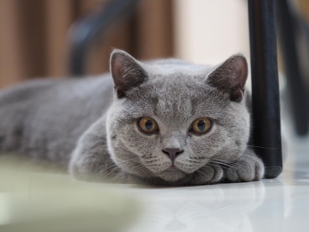 Photo close-up portrait of a cat