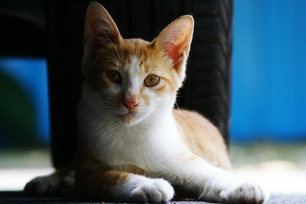 Close-up portrait of a cat