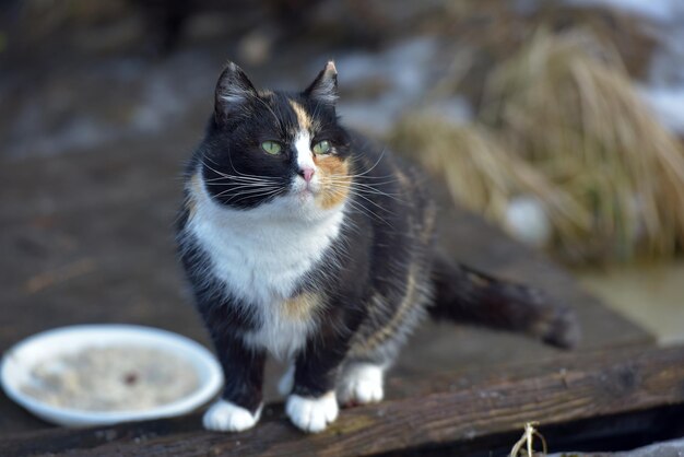 Foto ritratto di un gatto da vicino