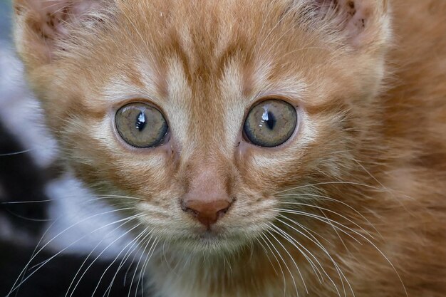 Close-up portrait of cat