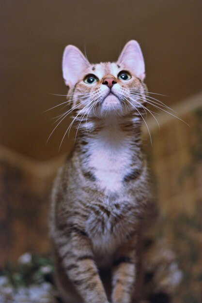 Close-up portrait of a cat